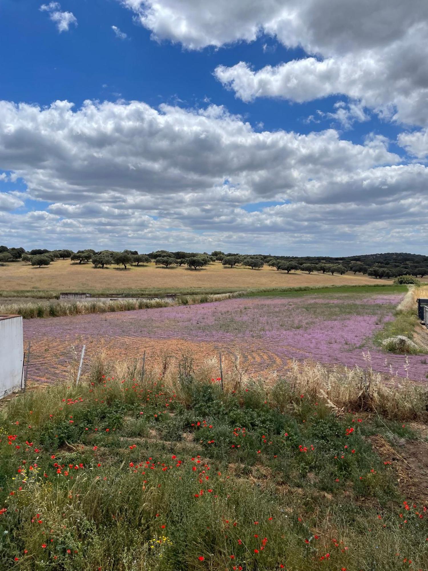 Casa Rural El Candil Olivenza Kültér fotó